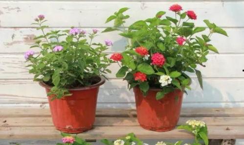 水星新闻爆料视频大全最新,揭秘最新热点事件 第3张 水星新闻爆料视频大全最新,揭秘最新热点事件 第3张